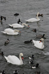 Fototapeta premium swans on the lake