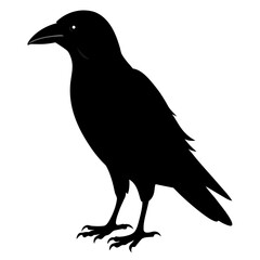 Fototapeta premium crow on white background