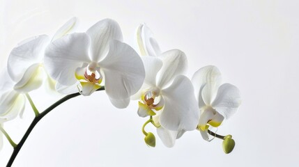 Elegant White Background Flower Still Life Art Photography: Capturing the Timeless Beauty of Blooms, From Delicate Petals to Vibrant Hues &ndash; A Fusion of Minimalism and Artistry for Galleries, Home Deco