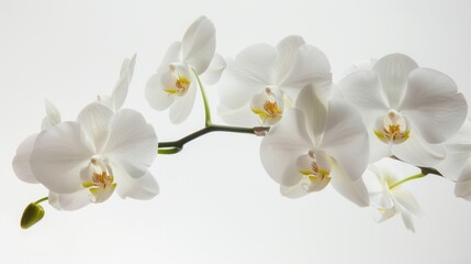 Elegant White Background Flower Still Life Art Photography: Capturing the Timeless Beauty of Blooms, From Delicate Petals to Vibrant Hues &ndash; A Fusion of Minimalism and Artistry for Galleries, Home Deco