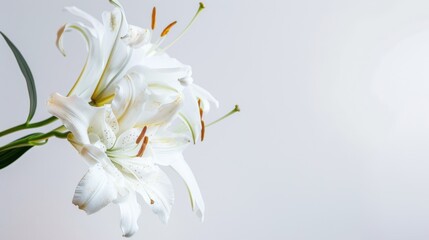 Elegant White Background Flower Still Life Art Photography: Capturing the Timeless Beauty of Blooms, From Delicate Petals to Vibrant Hues – A Fusion of Minimalism and Artistry for Galleries, Home Deco