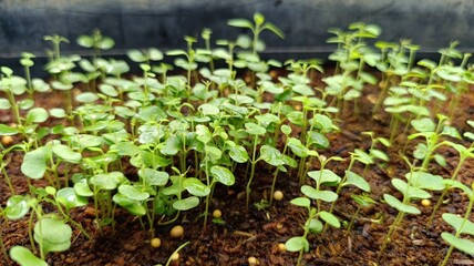 Corymbia torelliana seedlings in an industrial forestry nursery, prepared for reforestation and sustainable wood production projects.