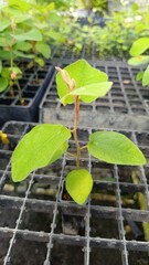 Corymbia torelliana seedlings in an industrial forestry nursery, prepared for reforestation and sustainable wood production projects.