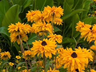 Blooming rudbeckia in the garden