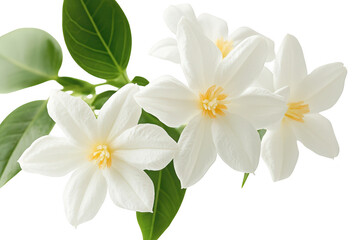 Delicate star shaped white flowers with green leaves isolated on transparent background