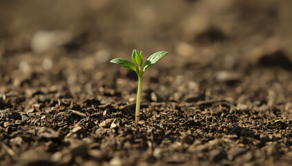 Small green plant emerging from rich soil in a garden during springtime with sunlit background