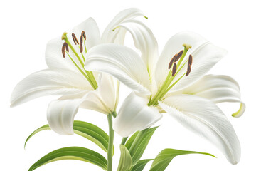 Elegant white lilies bloom with delicate petals and green stems isolated on transparent background