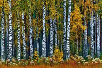 Fototapeta premium Autumn forest with birch trees and colorful foliage