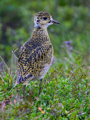 Juvenile European Golden-Plover foraging in Green Vegetation