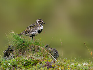 European Golden-Plover Standing on Green Mossy Rock