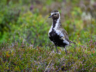 Fototapeta premium European Golden-Plover in Icelandic Tundra Habitat