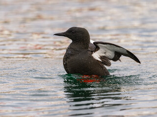 Black Guillemot Stretching Wings on Calm Waters