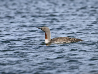 Red-Throated Loon Swimming in the Rippling Waters
