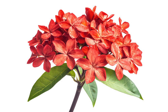 Vibrant cluster of delicate red ixora flowers with green leaves isolated on transparent background