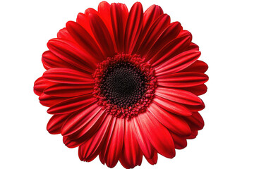 Vibrant red gerbera daisy flower with intricate petals and dark center isolated on transparent background