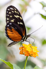 Tiger wing butterfly