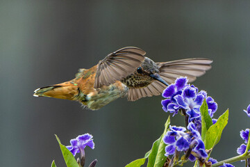Allen's Hummingbird (Selasphorus sasin) Photo, In Flight, Feeding on a sky flower, (duranta erecta)