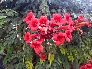 red and white flowers