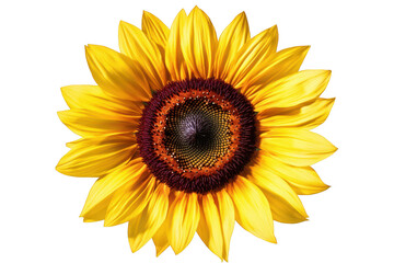 Naklejka premium Vibrant yellow sunflower with rich brown center detailed petals isolated on transparent background