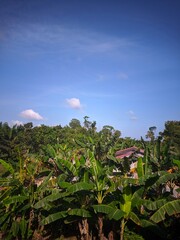 tropical landscape with palm trees