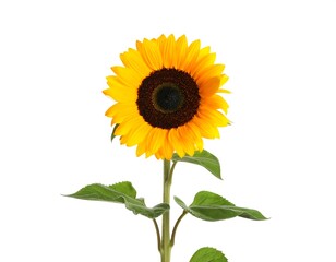 Fototapeta premium Sunflower isolated on white