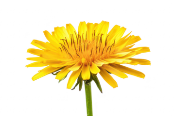 Vibrant yellow dandelion flower with delicate petals and green stem isolated on transparent background