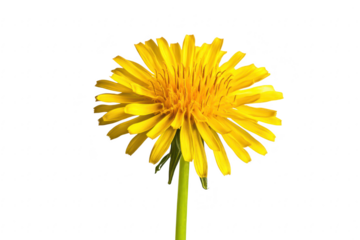 Vibrant yellow dandelion flower with delicate petals and a green stem isolated on transparent background