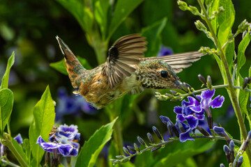 Allen's Hummingbird (Selasphorus sasin) Photo, In Flight, Feeding on a sky flower, (duranta erecta)