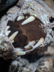 The mummified skull of a dead cat 