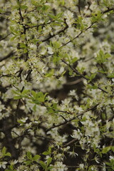 branches in spring