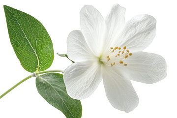 Obraz premium Delicate white blossom with green leaves on a transparent background isolated on transparent background