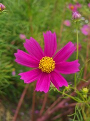 Obraz premium Vibrant magenta cosmos flower with yellow center in a lush green garden setting