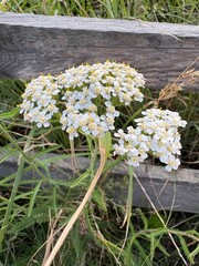 bouquet of white flowers