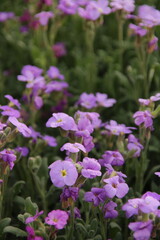 purple flowers in the garden