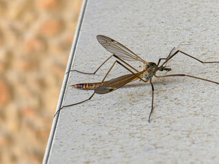 Crane fly resting on a concrete surface with blurred brick background