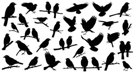 Birds silhouetted perched flying in darkness