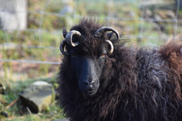 Fototapeta premium Fluffy Black Hebriddean Sheep in the Western Isles