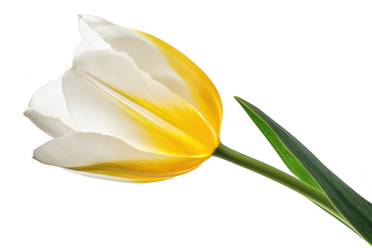 A delicate white and yellow variegated tulip bloom with a green stem isolated on transparent background