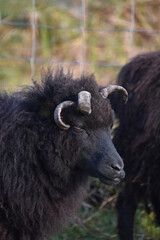 Naklejka premium Domesticated Hebriddean Sheep Grazing in a Field