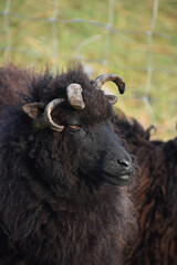 Multi Horned Black Hebriddean Sheep in Scotland