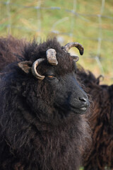 Four Horned Hebriddean Sheep with Black Wool