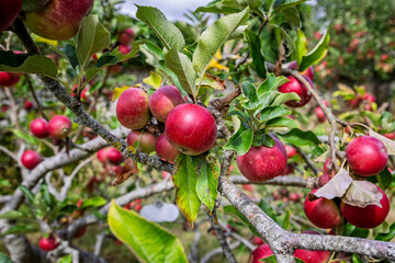 Cluster of ripe red apples growing on apple tree in Orchard in Lacock, Wiltshire, UK on 9 August...