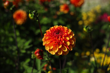 Orange pompom dahlia in the garden