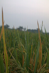 Dewy rice field wallpaper background in the afternoon, poster elements of feed development or social issues, high quality photos