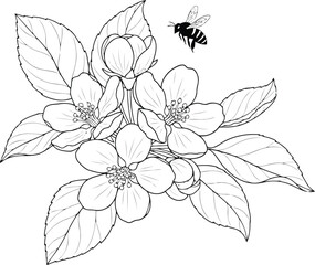 Fototapeta premium Black and white drawing of apple blossoms with a bee, isolated on white background