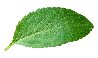 One cherry tree leaf isolated on white