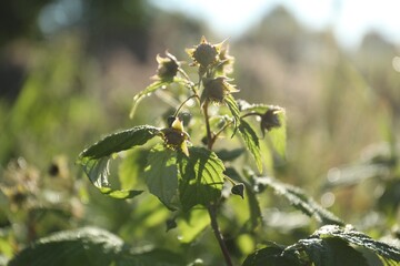 Raspberry bush with blossoms growing outdoors on sunny day, closeup