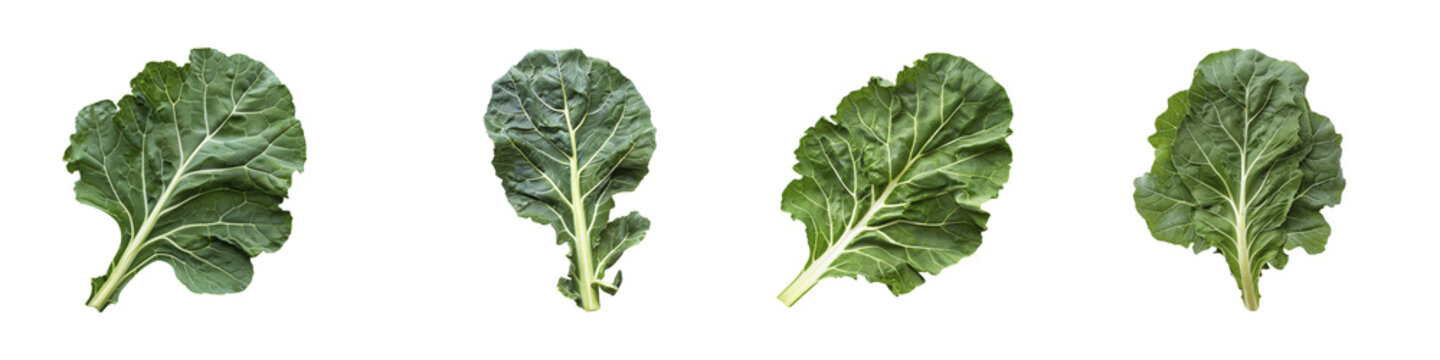 Collard green leaves displayed a showcasing vibrant green color