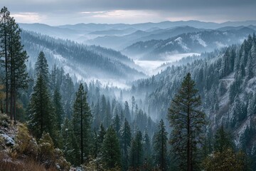 Fototapeta premium Misty mountain range with evergreen forests