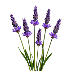 Naklejka premium Beautiful arrangement of violet flowers with green stems on a deep transparent background